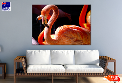 Flamingo Birds Closeup Photograph Print 100% Australian Made