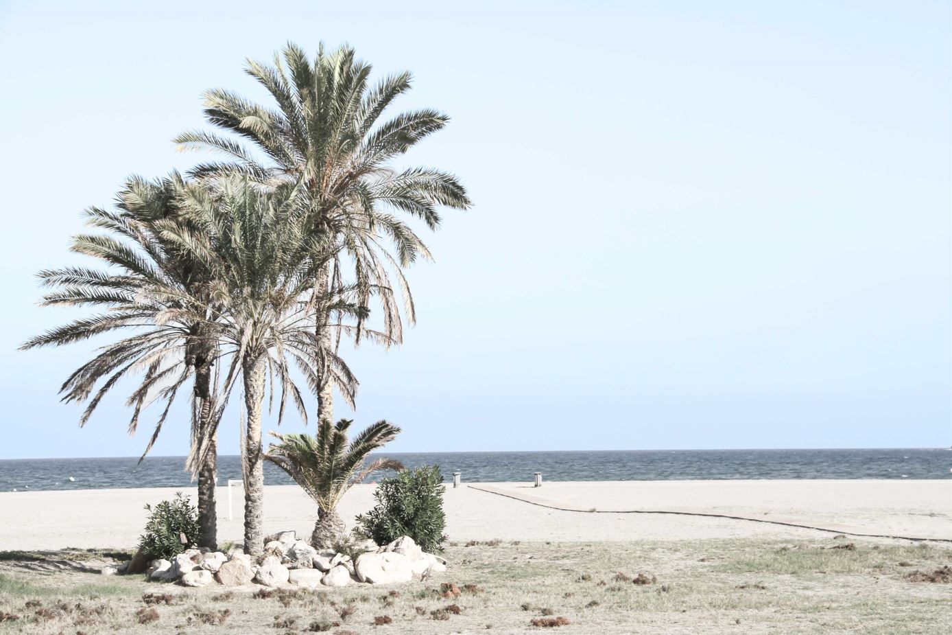 Palm Trees at Sea Shore Scenery Photograph Print 100% Australian Made