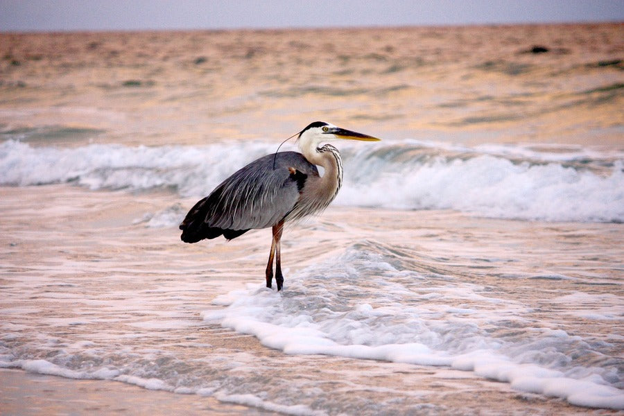 Gray Bird Standing on Shore Photograph Print 100% Australian Made