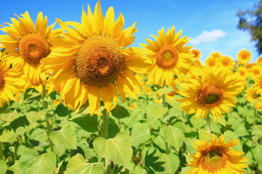 Sunflower with Field & Blue Sky Photograph Home Decor Premium Quality Poster Print Choose Your Sizes