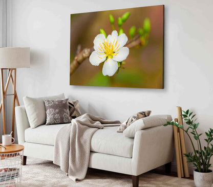 Bella Home Apricot Blossom Flowers Bloom Print Canvas Ready to hang