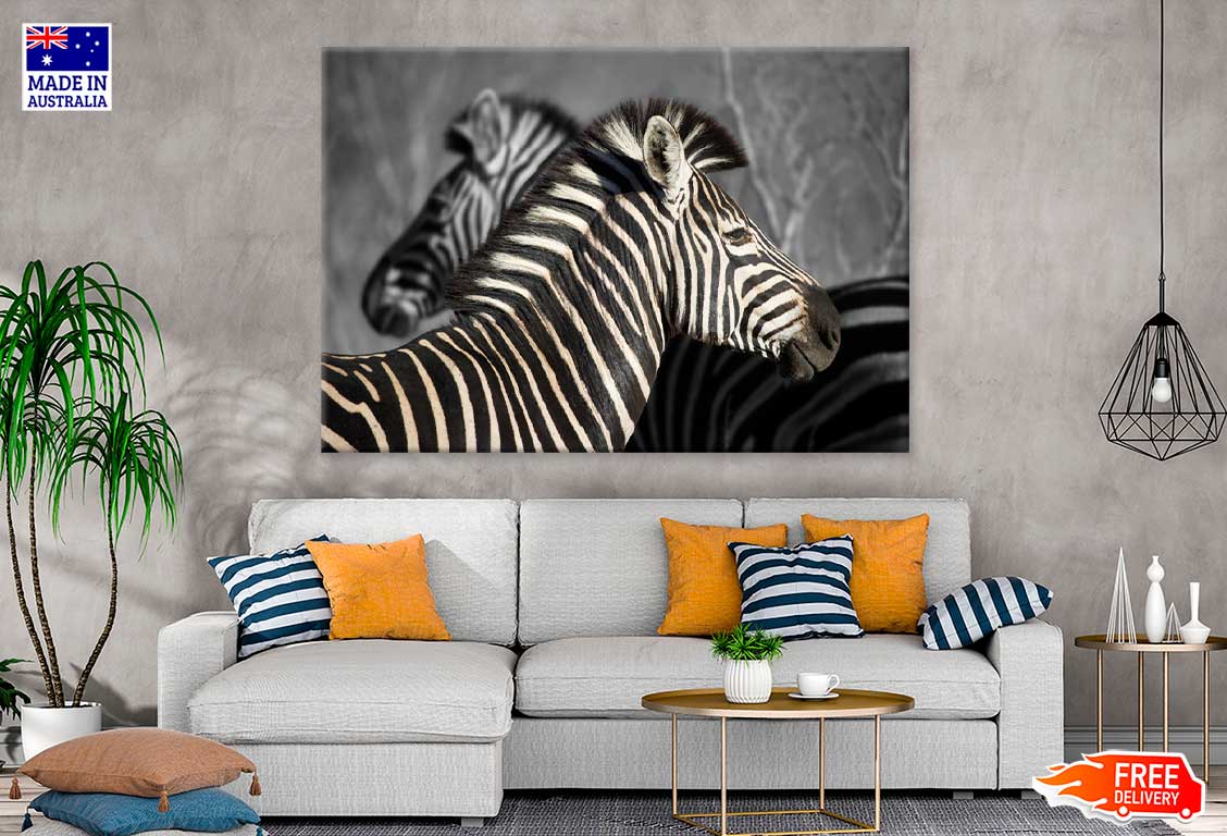 B&W Zebra in Forest View Photograph Print 100% Australian Made