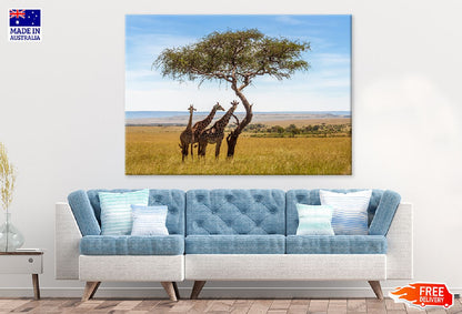 Giraffes Under Acacia Tree View Photograph Print 100% Australian Made