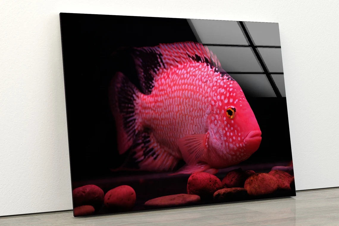 Pink Fish Closeup Photograph Acrylic Glass Print Tempered Glass Wall Art 100% Made in Australia Ready to Hang