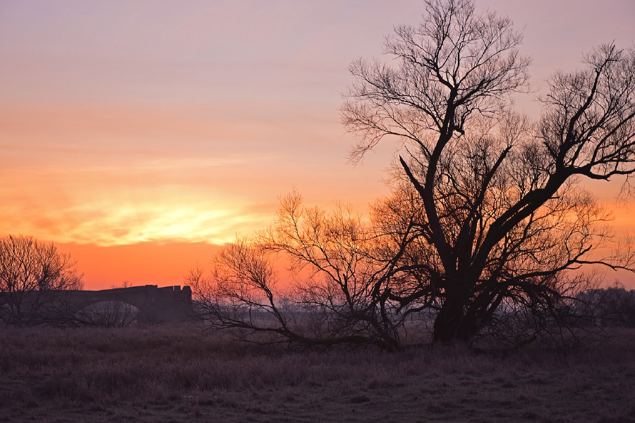 Dry Tree & Sunset Scenery Photograph Print 100% Australian Made