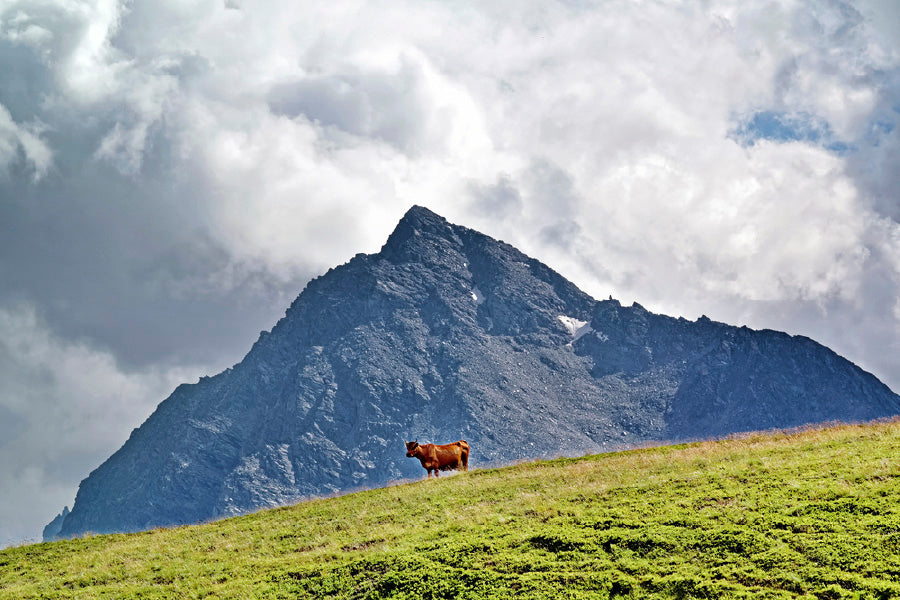 Cow on Grass Hill Mountain Scenery Photograph Print 100% Australian Made