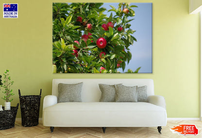 Apple on Tree Closeup Photograph Print 100% Australian Made