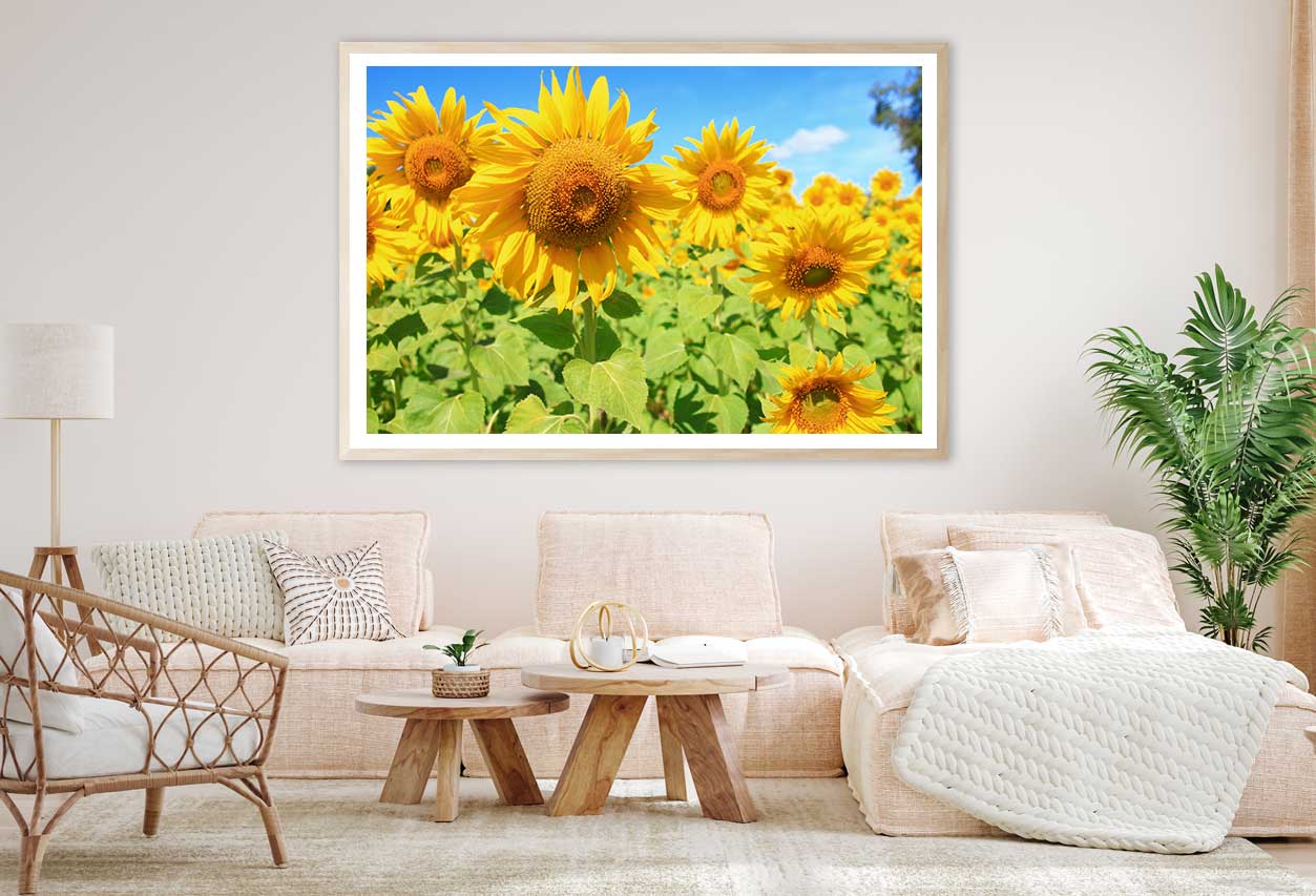 Sunflower with Field & Blue Sky Photograph Home Decor Premium Quality Poster Print Choose Your Sizes