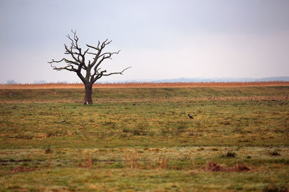 Dead Single Tree on Field Photograph Print 100% Australian Made