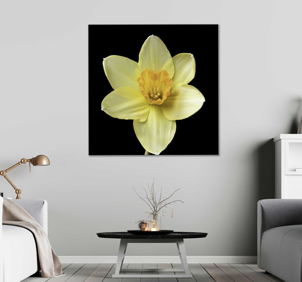 Square Canvas Yellow Daffodil Flower View Photograph High Quality Print 100% Australian Made