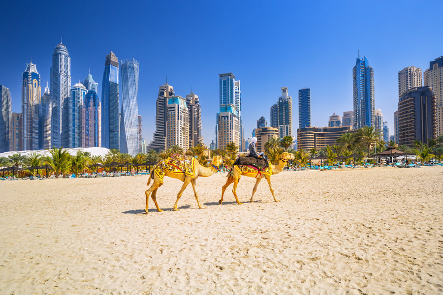 Camels on Jumeirah Sea View in Dubai Home Decor Premium Quality Poster Print Choose Your Sizes