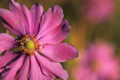 Pink Cosmos Flower Closeup View Photograph Home Decor Premium Quality Poster Print Choose Your Sizes