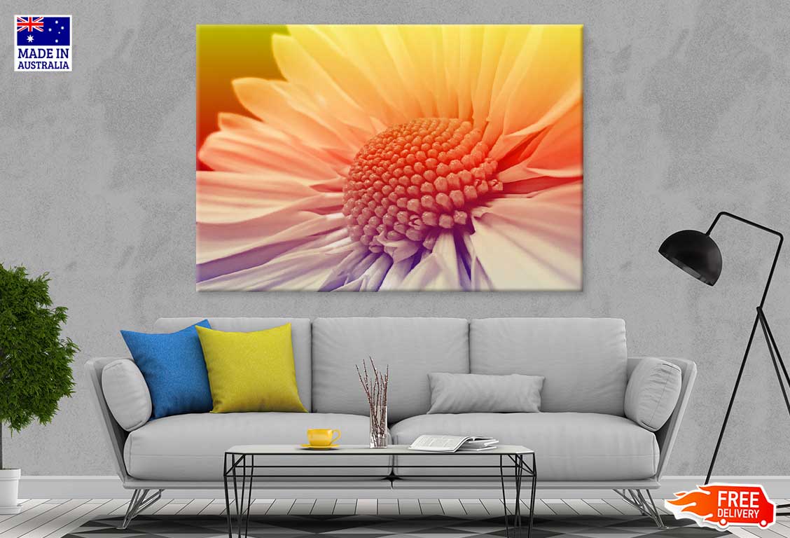 White Daisy Closeup Sunset View Photograph Print 100% Australian Made