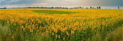 Panoramic Canvas Sunflower Field View Photograph High Quality 100% Australian Made Wall Canvas Print Ready to Hang