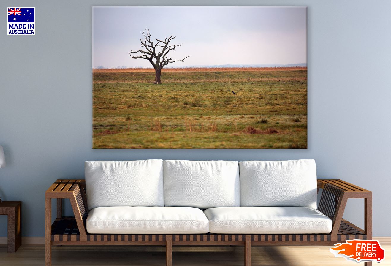 Dead Single Tree on Field Photograph Print 100% Australian Made