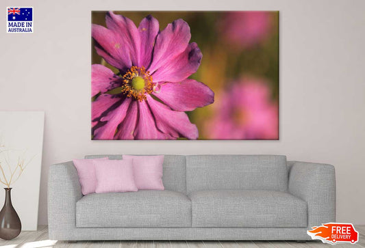 Pink Cosmos Flower Closeup View Photograph Print 100% Australian Made