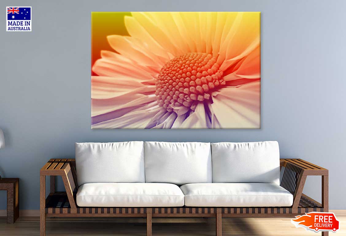 White Daisy Closeup Sunset View Photograph Print 100% Australian Made