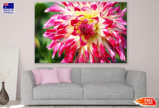 White Pink Dahlia Flowers Closeup Photograph Print 100% Australian Made