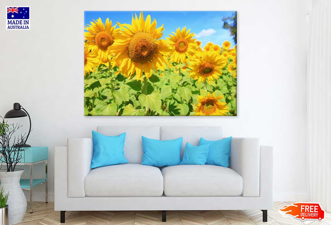 Sunflower with Field & Blue Sky Photograph Print 100% Australian Made