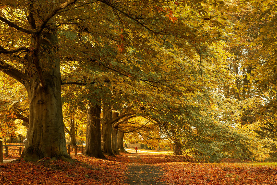 Yellow Autumn Trees Park Scenery View Photograph Print 100% Australian Made