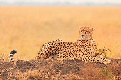 African Cheetah on Rock View Photograph Print 100% Australian Made