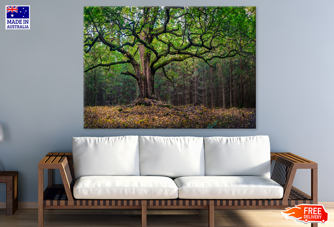 Trees & Forest View Photograph Print 100% Australian Made