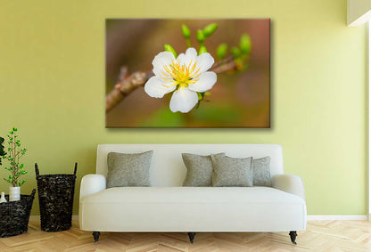 Bella Home Apricot Blossom Flowers Bloom Print Canvas Ready to hang