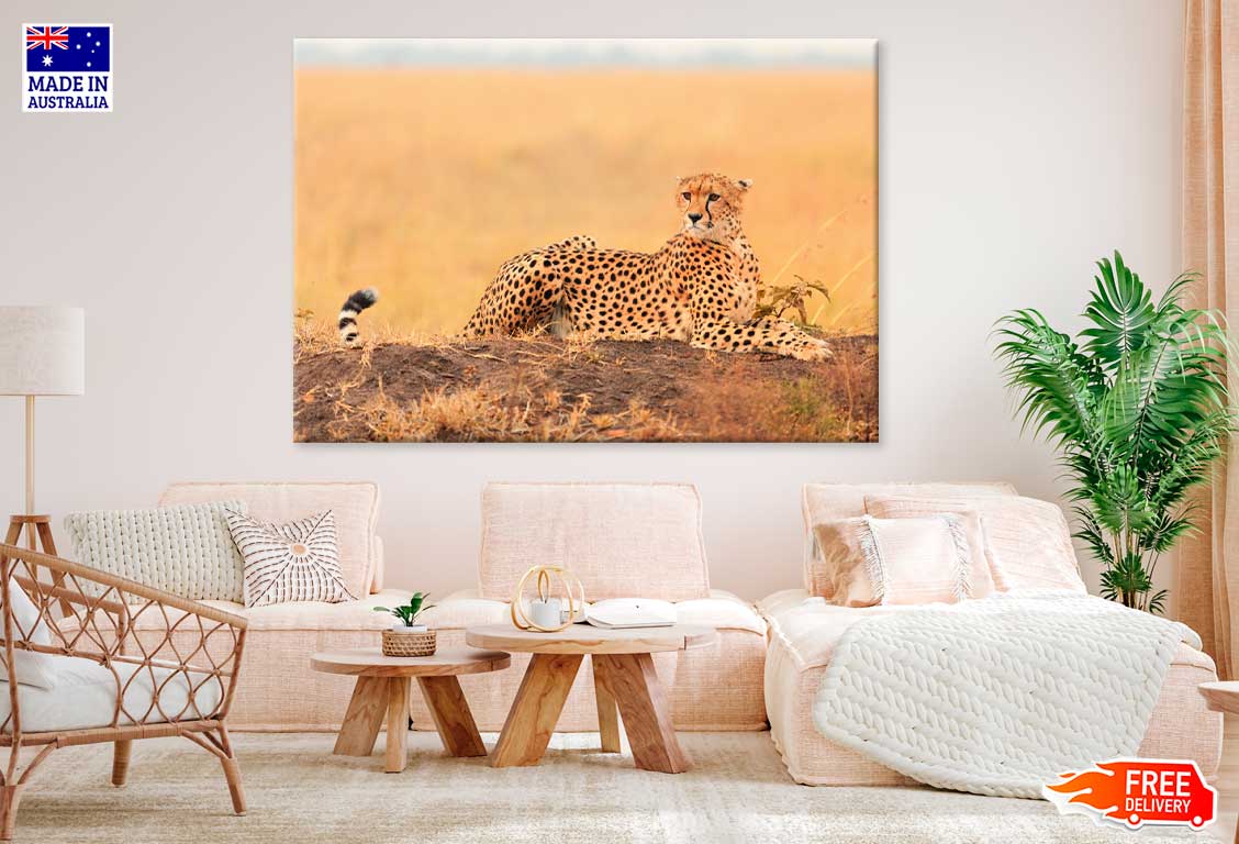 African Cheetah on Rock View Photograph Print 100% Australian Made