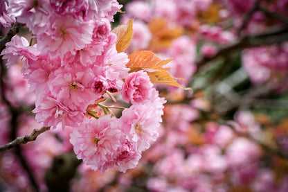 Pink Sakura Flowers Branch View Photograph Home Decor Premium Quality Poster Print Choose Your Sizes