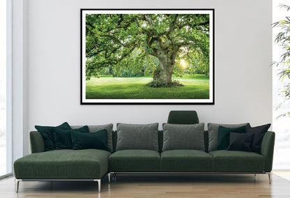 Old Big Green Tree on Garden View Photograph Home Decor Premium Quality Poster Print Choose Your Sizes