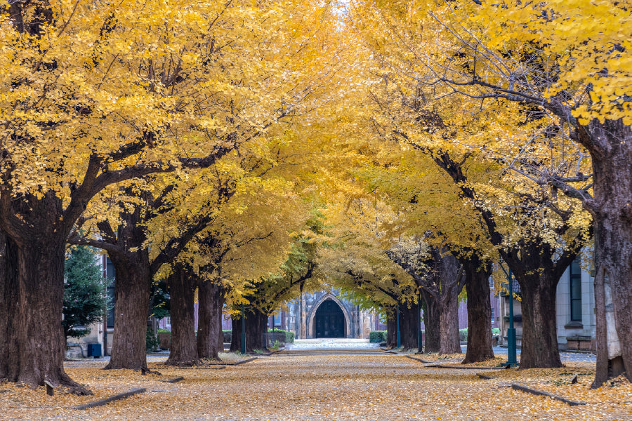 University of Tokyo Autumn Trees Photograph Home Decor Premium Quality Poster Print Choose Your Sizes