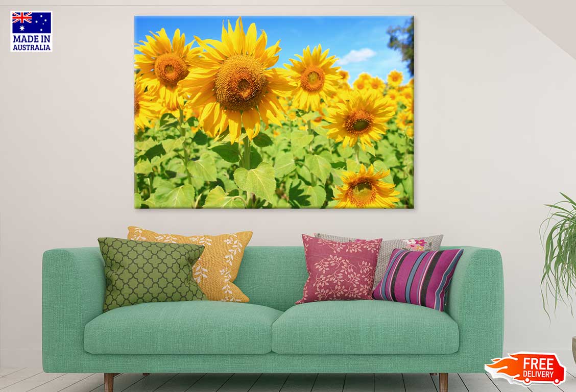 Sunflower with Field & Blue Sky Photograph Print 100% Australian Made