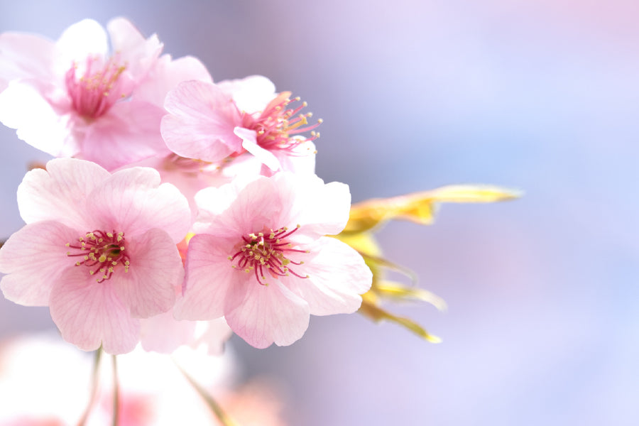 White Pink Flowers Closeup View Photograph Print 100% Australian Made