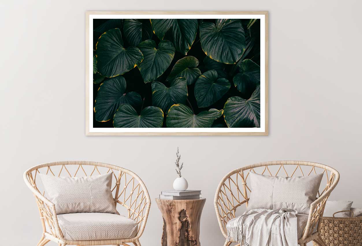 Dark Green Alocasia Leaves Photograph Home Decor Premium Quality Poster Print Choose Your Sizes