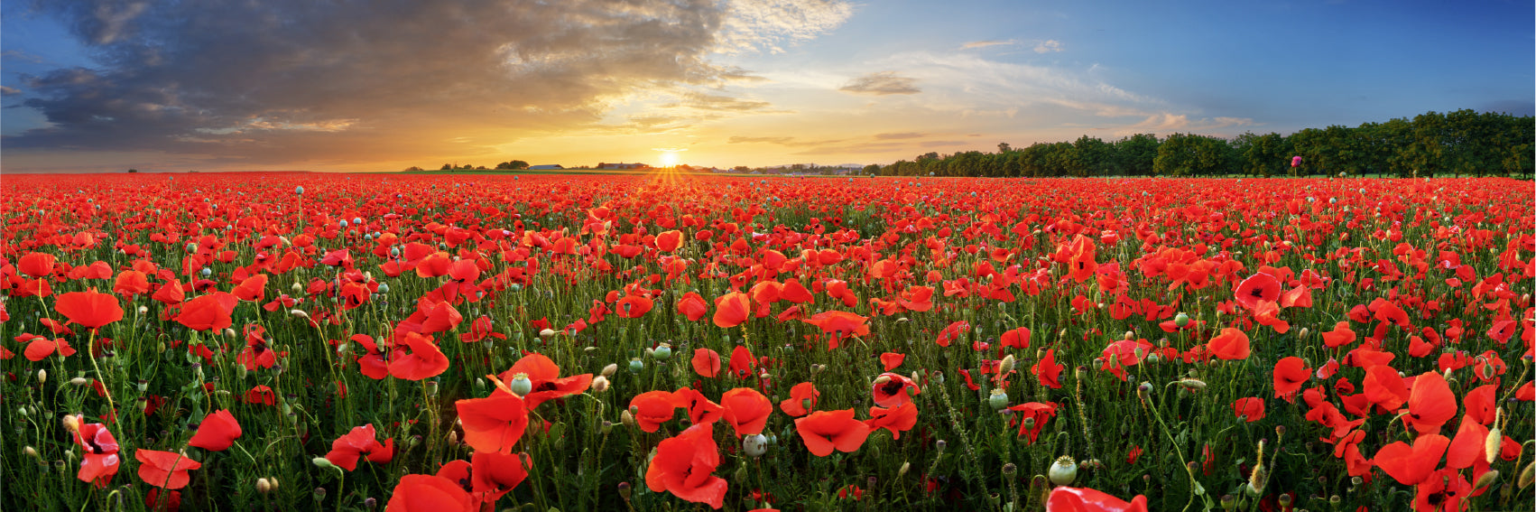 Panoramic Canvas Red Poppy Field View Photograph High Quality 100% Australian Made Wall Canvas Print Ready to Hang