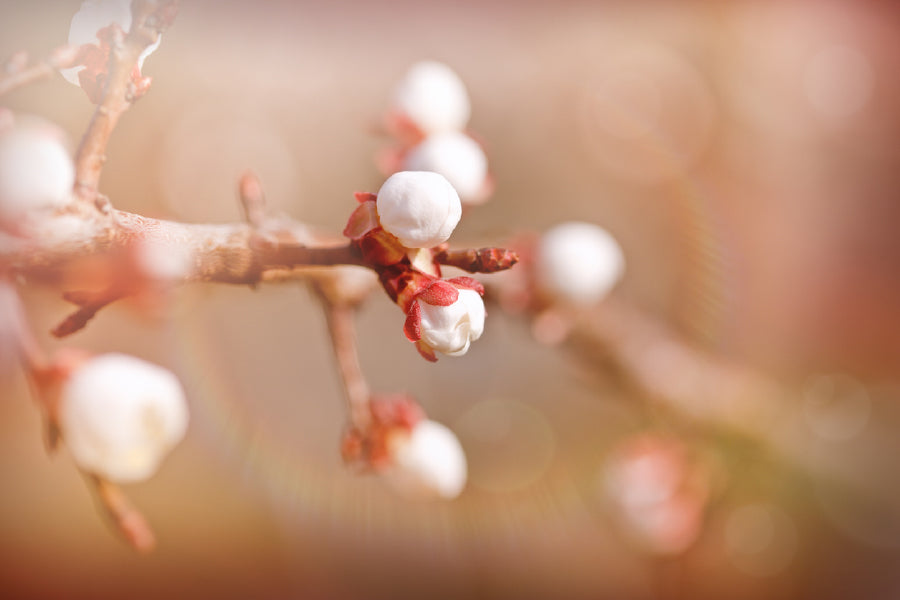 Bella Home Budding Buds In Early Spring Print Canvas Ready to hang