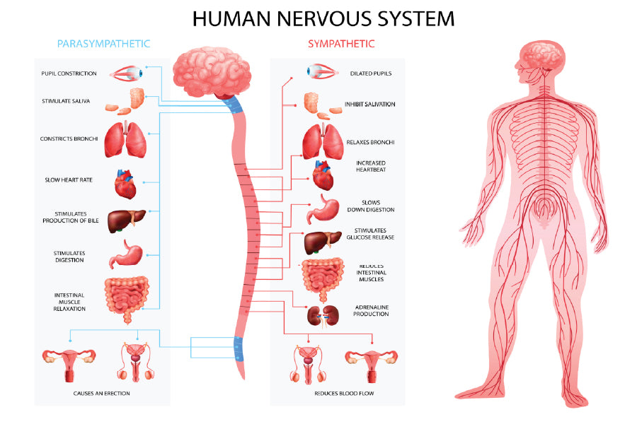 Human Body Nervous System Vector Art Print 100% Australian Made