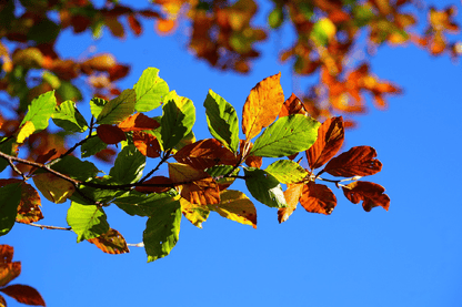 Raking Leaves Autumn Photograph Print 100% Australian Made