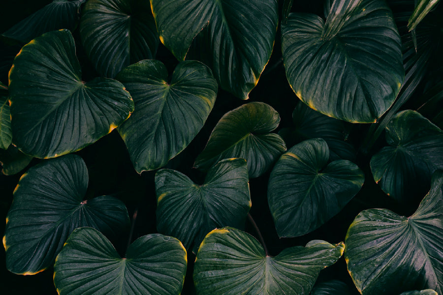 Dark Green Alocasia Leaves Photograph Home Decor Premium Quality Poster Print Choose Your Sizes