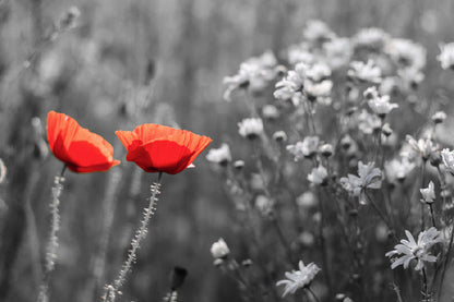 Red Poppy Flowers B&W Photograph Print 100% Australian Made