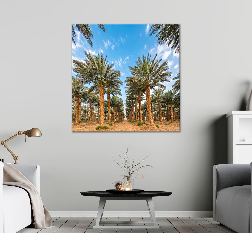 Square Canvas Date Palm Trees View Photograph High Quality Print 100% Australian Made