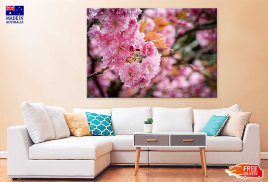 Pink Sakura Flowers Branch View Photograph Print 100% Australian Made