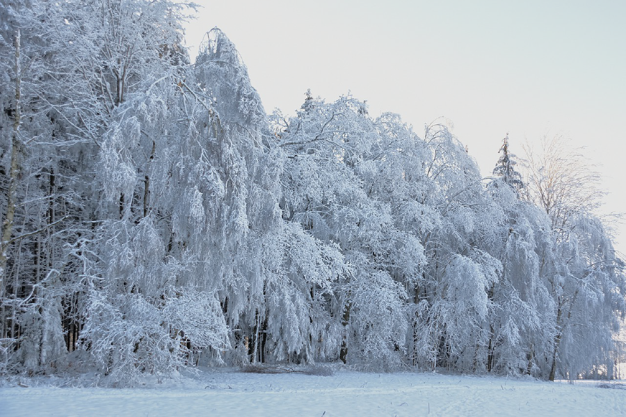 Snow Covered Forest Photograph Print 100% Australian Made