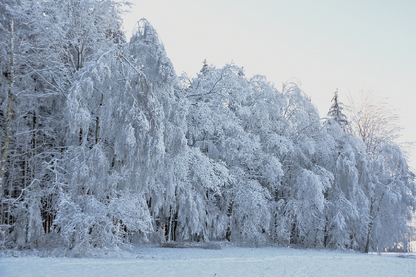 Snow Covered Forest Photograph Print 100% Australian Made