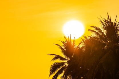 Coconut Palm Trees Sunrise View Photograph Print 100% Australian Made