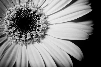 Sunflower Closeup B&W View Photograph Print 100% Australian Made