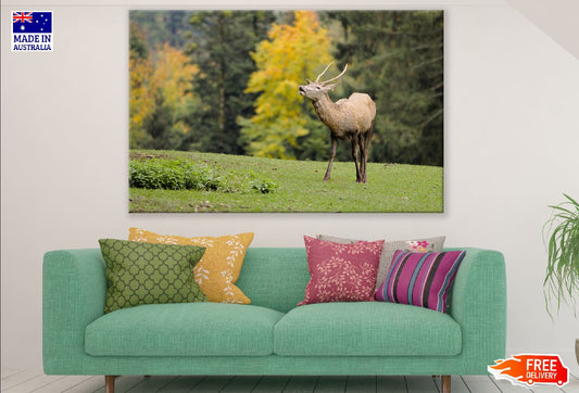 Deer in Forest Photograph Print 100% Australian Made