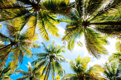 Palm Trees Bottom View & Blue Sky Photograph Print 100% Australian Made