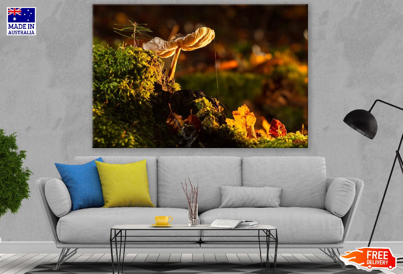 Mushroom View Sunset Photograph Print 100% Australian Made