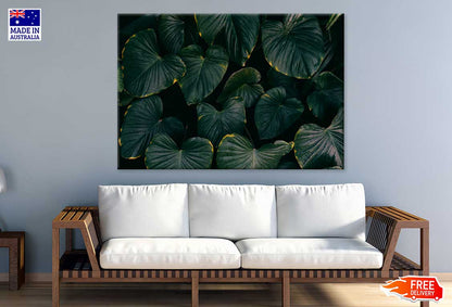 Dark Green Alocasia Leaves View Photograph Print 100% Australian Made